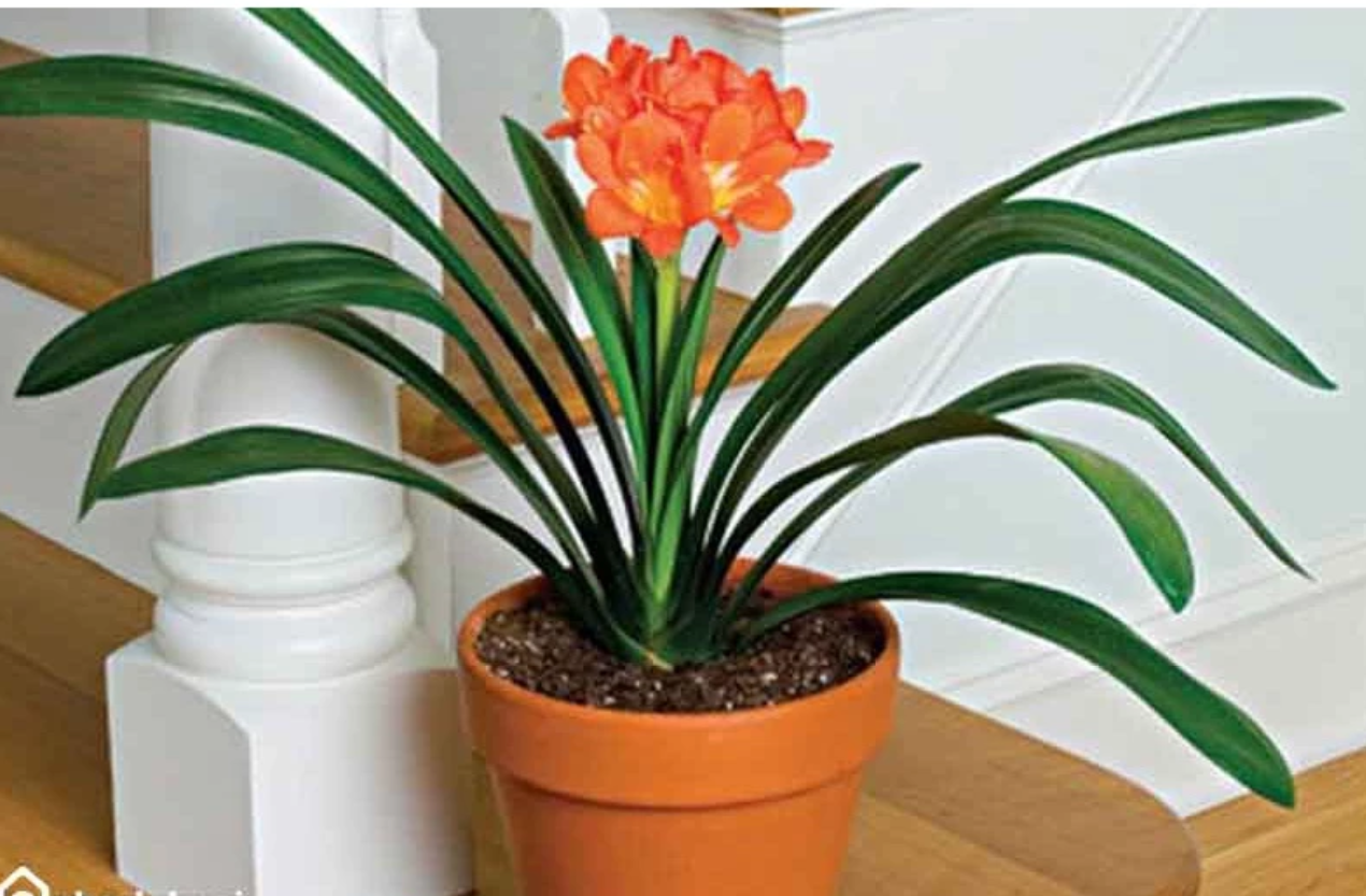 Chậu cây cảnh lan quân tử nhỏ gọn, phù hợp cho tuổi Mùi trưng bày trên bàn làm việc hoặc bàn trà. Bí quyết phong thủy giúp người tuổi Mùi gia tăng cát khí chính là sở hữu một chậu hoa đẹp lan quân tử trong nhà.