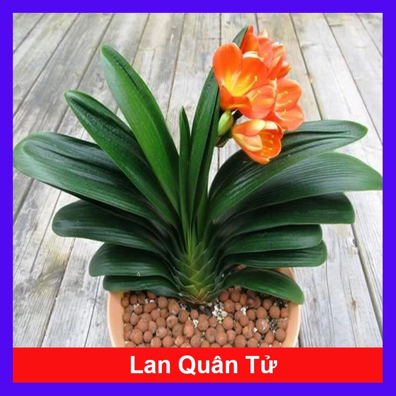 Chậu cây cảnh lan quân tử dành cho tuổi Mùi giúp không gian phòng khách thêm sang trọng, ấm áp. Mẫu chậu hoa đẹp lan quân tử với dáng gốm cao sang trọng giúp thu hút vượng khí và tài lộc cho gia chủ.