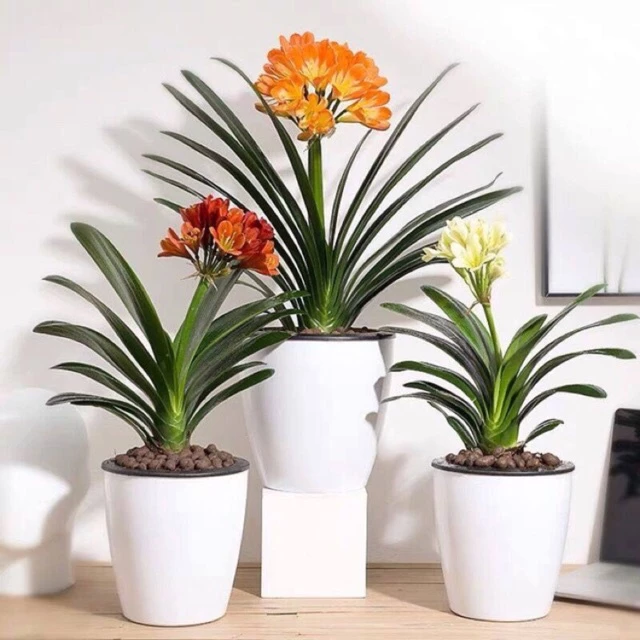 Đặt chậu cây cảnh lan quân tử trên kệ tivi, tuổi Mùi vừa trang trí nhà vừa thu hút may mắn. Góc phòng khách thêm bừng sáng và sinh động nhờ sự hiện diện của chậu hoa đẹp lan quân tử đang khoe sắc.