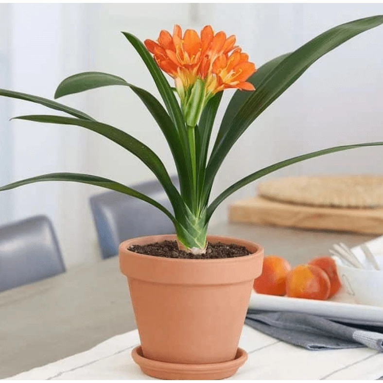 Với người tuổi Mùi yêu thích sự tinh tế, một chậu cây cảnh lan quân tử là điểm nhấn xanh hoàn hảo cho căn nhà. Chậu hoa đẹp lan quân tử mang đến không gian ấm cúng, biểu tượng cho sự thịnh vượng và gia đạo bình an.