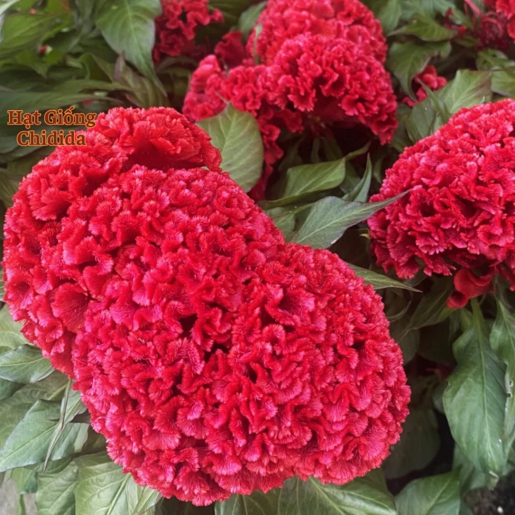 Chậu hoa đẹp không chỉ để trồng cây, mà còn để trang trí. Chậu hoa đẹp không chỉ để trồng cây, mà còn để trang trí.