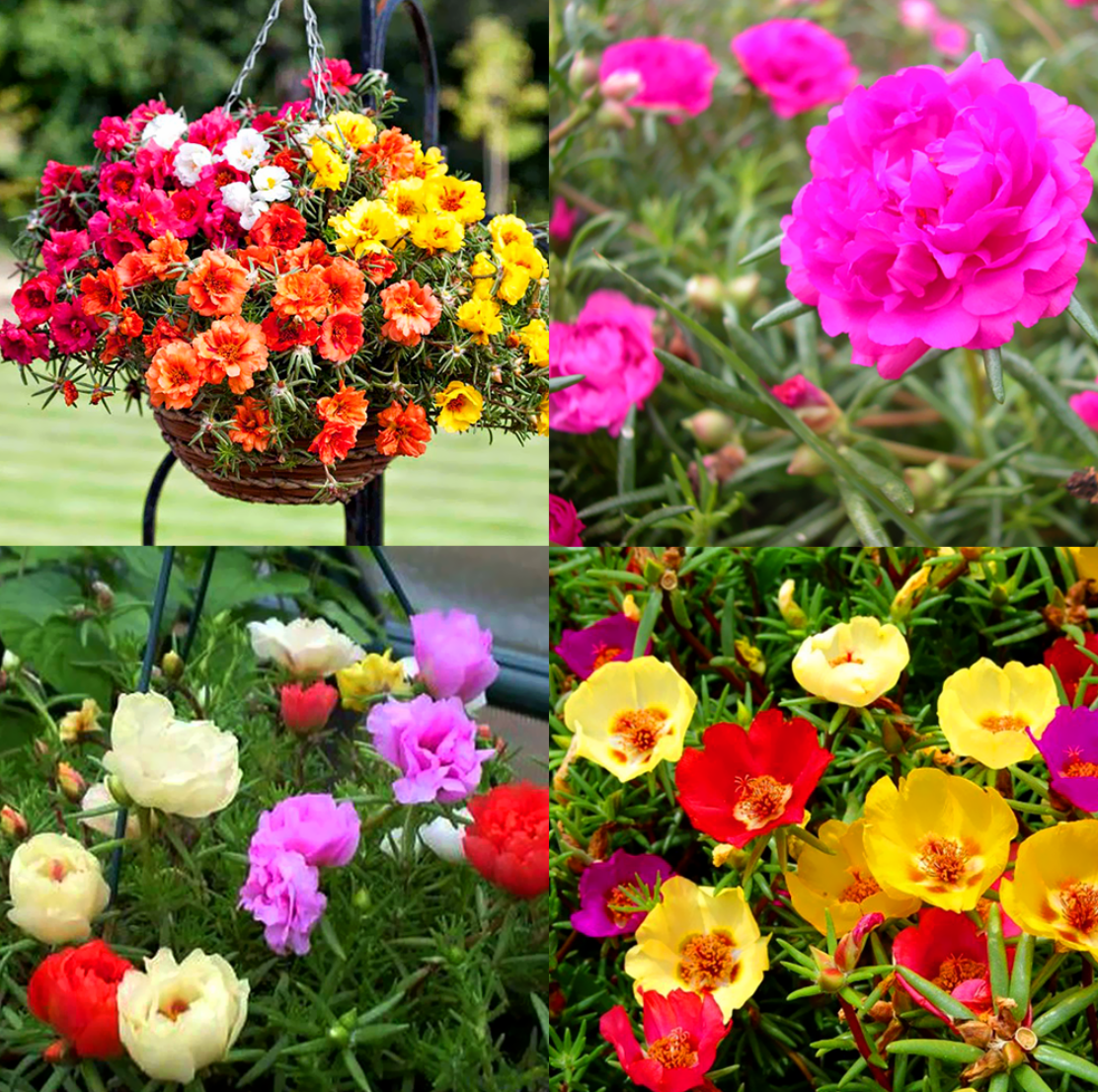 Chậu hoa dễ thương mười giờ dễ trồng, dễ chăm Chậu hoa dễ thương mười giờ dễ trồng, dễ chăm