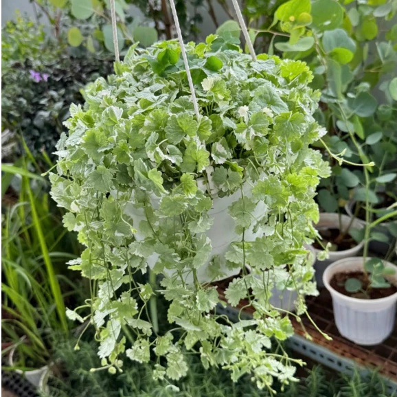 Góc ban công tuổi Tỵ trở nên sinh động hơn với một chậu cây cảnh đẹp rau má nhỏ xinh. Không chỉ dùng để trang trí, chậu hoa đẹp rau má còn tượng trưng cho sự bình an và khả năng hồi phục mạnh mẽ.