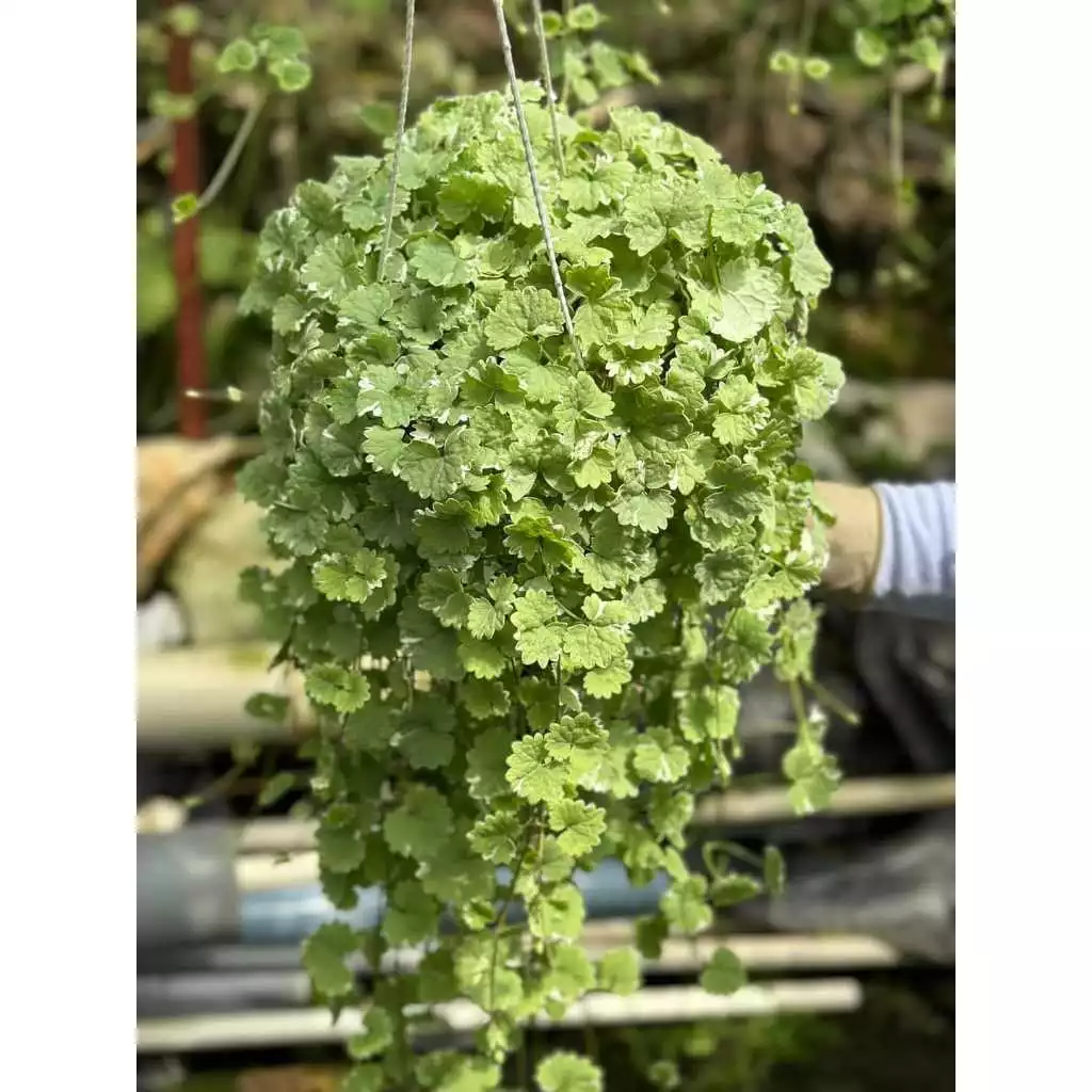 Đặt chậu cây cảnh đẹp rau má trên bàn làm việc, tuổi Tỵ dễ tập trung và bớt căng thẳng. Người tuổi Tỵ nên sở hữu một chậu hoa đẹp rau má để nhắc nhở bản thân quyết đoán hơn trong các vấn đề tài chính.