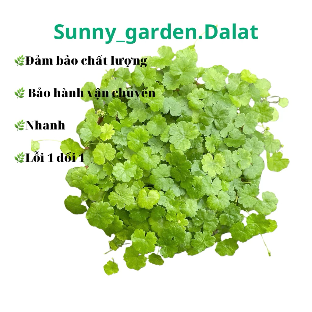 Chậu cây cảnh đẹp rau má cho tuổi Tỵ, mang lại cảm giác tươi mát và thư giãn. Mẫu chậu hoa đẹp rau má mang lại vẻ đẹp tinh tế cho ngôi nhà.