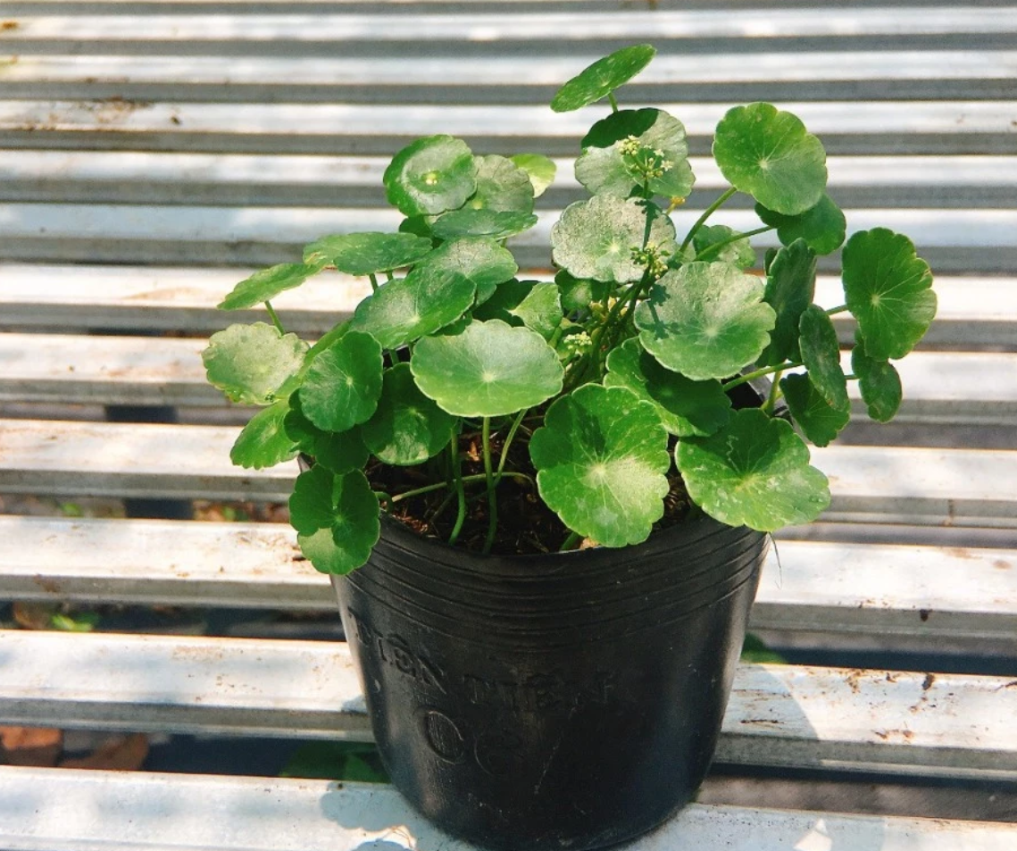 Chậu cây cảnh đẹp rau má giúp tuổi Tỵ cân bằng năng lượng, không gian thêm xanh mát. Vị trí lý tưởng để đặt chậu hoa đẹp rau má là trên bệ cửa sổ, nơi đón nhận ánh sáng dịu nhẹ mỗi ngày.