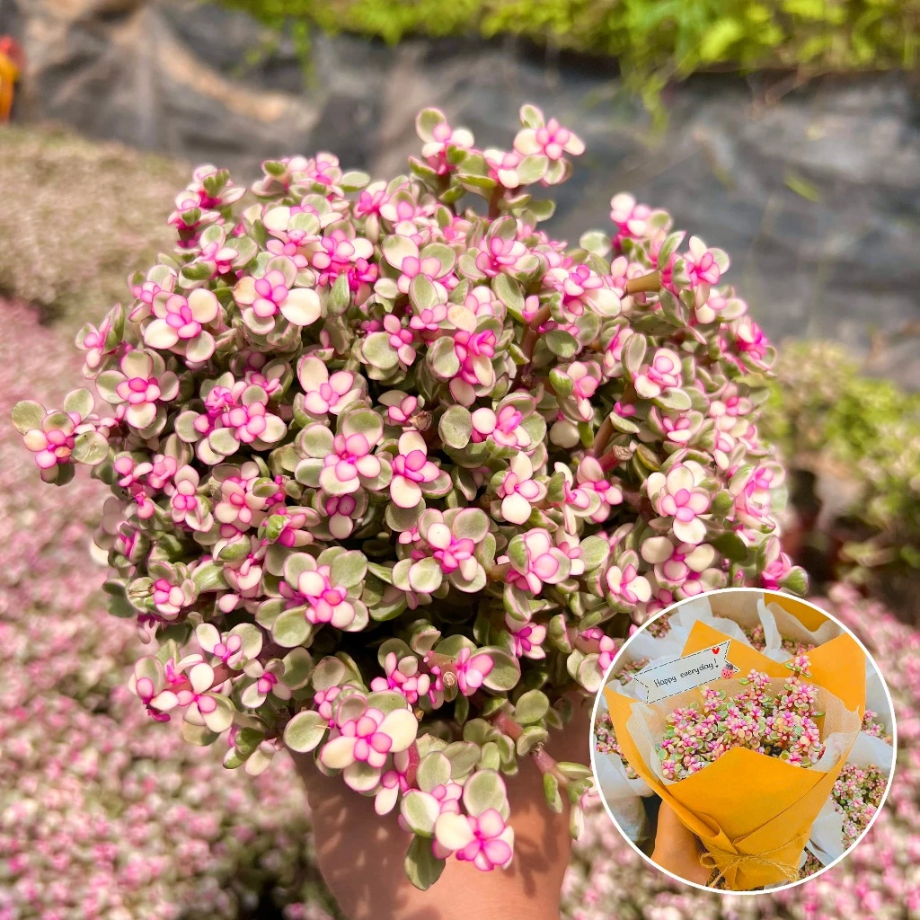 Khoảnh khắc thư giãn bên chậu hoa đẹp- cây sen đá đô la Khoảnh khắc thư giãn bên chậu hoa đẹp- cây sen đá đô la