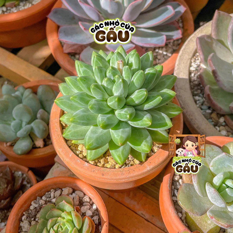 Chậu hoa đẹp - tô điểm cho từng góc nhỏ.- sen đá kim cương Chậu hoa đẹp - tô điểm cho từng góc nhỏ.- sen đá kim cương