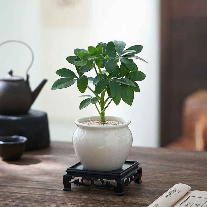 Mang lại vượng khí và sự bình an cho cả gia đình chỉ với một chậu hoa đẹp thất diệp liên được thiết kế tinh tế. Mang lại vượng khí và sự bình an cho cả gia đình chỉ với một chậu hoa đẹp thất diệp liên được thiết kế tinh tế.