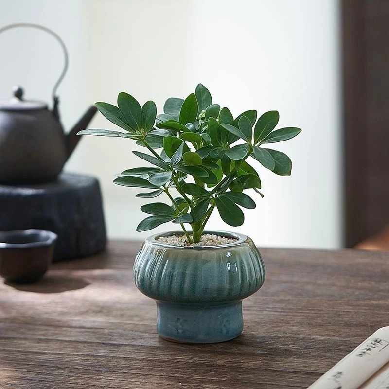 Giải pháp trang trí hoàn hảo cho góc làm việc: Chậu hoa đẹp thất diệp liên giúp thư giãn mắt và lọc không khí hiệu quả. Giải pháp trang trí hoàn hảo cho góc làm việc: Chậu hoa đẹp thất diệp liên giúp thư giãn mắt và lọc không khí hiệu quả.