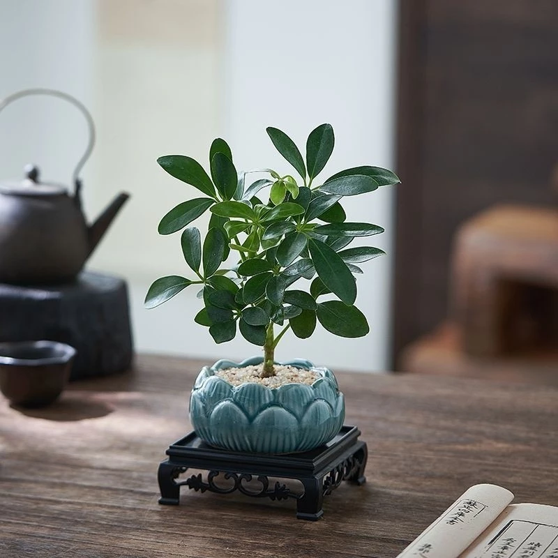 Mẫu chậu hoa đẹp thất diệp liên hot nhất giúp không gian sống của bạn bừng sáng ngay lập tức. Mẫu chậu hoa đẹp thất diệp liên hot nhất giúp không gian sống của bạn bừng sáng ngay lập tức.