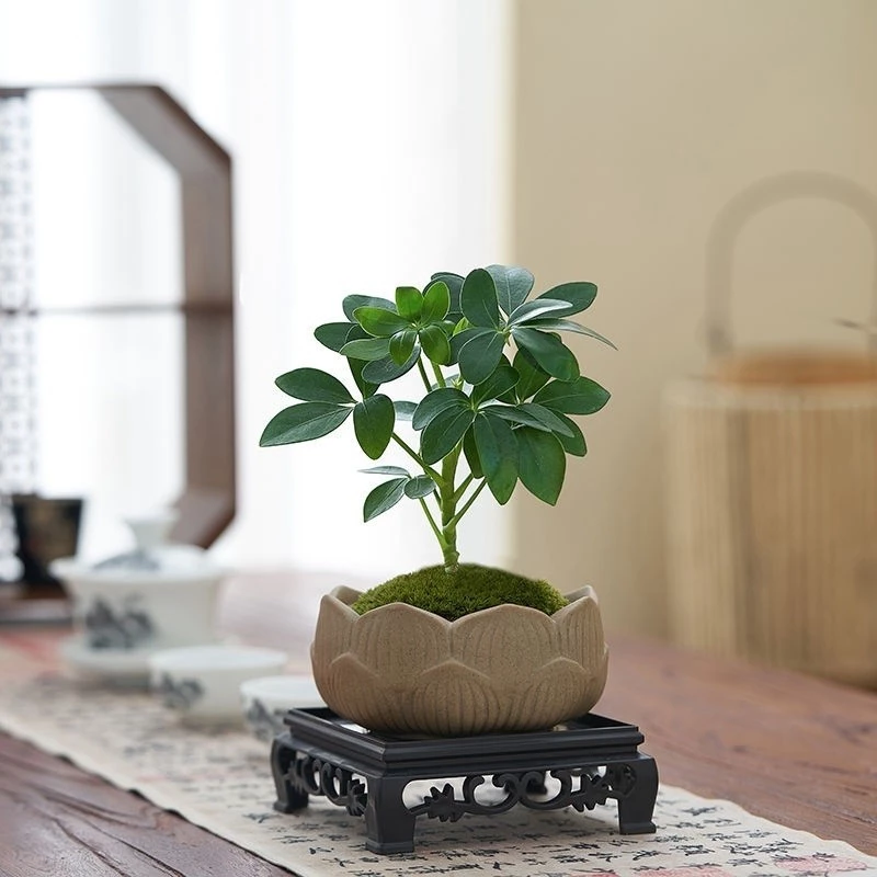 chậu hoa đẹp thất diệp liên luôn xanh mướt quanh năm mà ít người biết. chậu hoa đẹp thất diệp liên luôn xanh mướt quanh năm mà ít người biết.