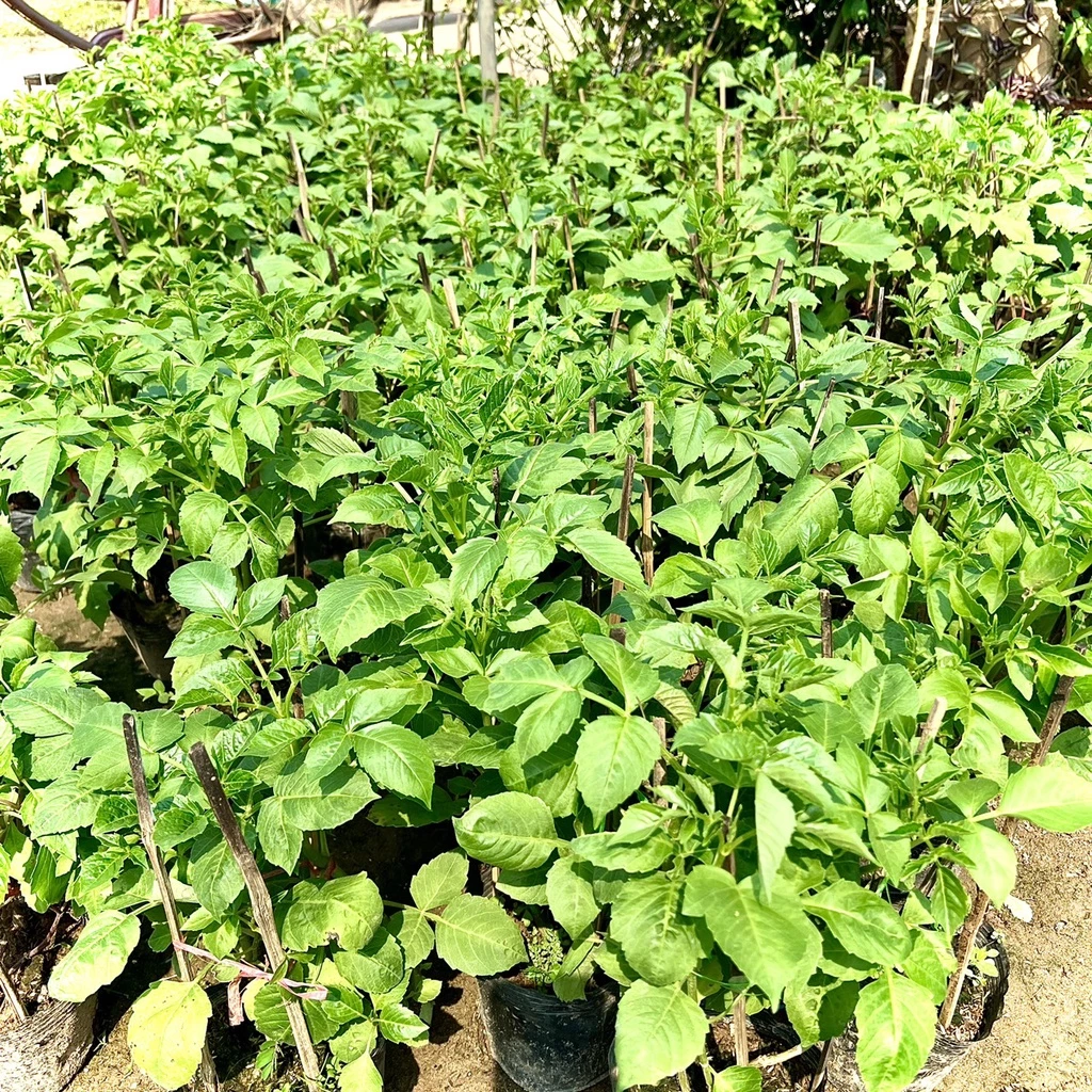 Chậu hoa đẹp thược dược giúp tôn lên màu sắc rực rỡ và vẻ quyến rũ của hoa. Chậu hoa đẹp thược dược giúp tôn lên màu sắc rực rỡ và vẻ quyến rũ của hoa.