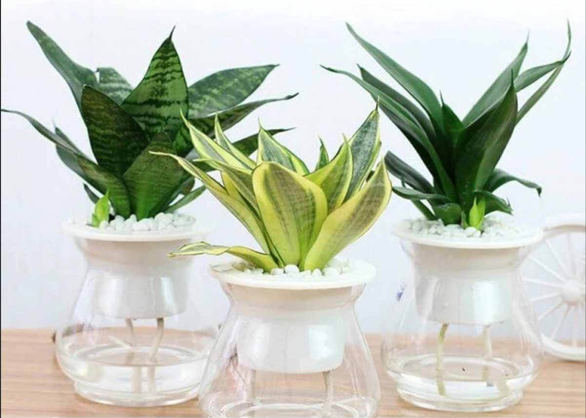 Chút xanh tươi cho cuộc sống từ chậu hoa đẹp. Chút xanh tươi cho cuộc sống từ chậu hoa đẹp.