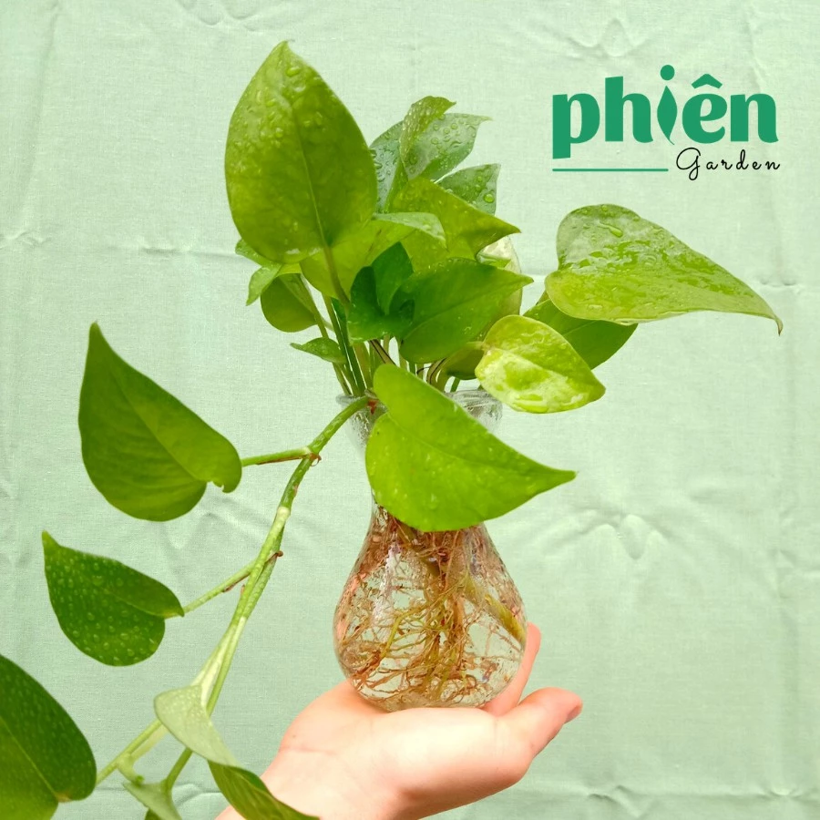 Ánh nắng khẽ xuyên qua, làm bừng sáng vẻ đẹp của chiếc chậu hoa đẹp thủy tinh. ☀️ Ánh nắng khẽ xuyên qua, làm bừng sáng vẻ đẹp của chiếc chậu hoa đẹp thủy tinh. ☀️