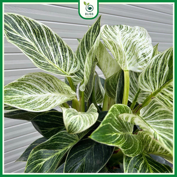 BÍ MẬT của các sếp: Chậu Hoa Để Bàn Phong Thủy giúp sự nghiệp LÊN NHƯ DIỀU GẶP GIÓ BÍ MẬT của các sếp: Chậu Hoa Để Bàn Phong Thủy giúp sự nghiệp LÊN NHƯ DIỀU GẶP GIÓ