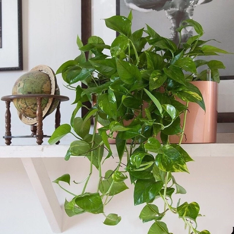 Góc "chill" mỗi sáng, nơi những chậu hoa ban công khoe sắc rực rỡ- cây trầu bà xanh- vạn niên thanh Góc "chill" mỗi sáng, nơi những chậu hoa ban công khoe sắc rực rỡ- cây trầu bà xanh- vạn niên thanh