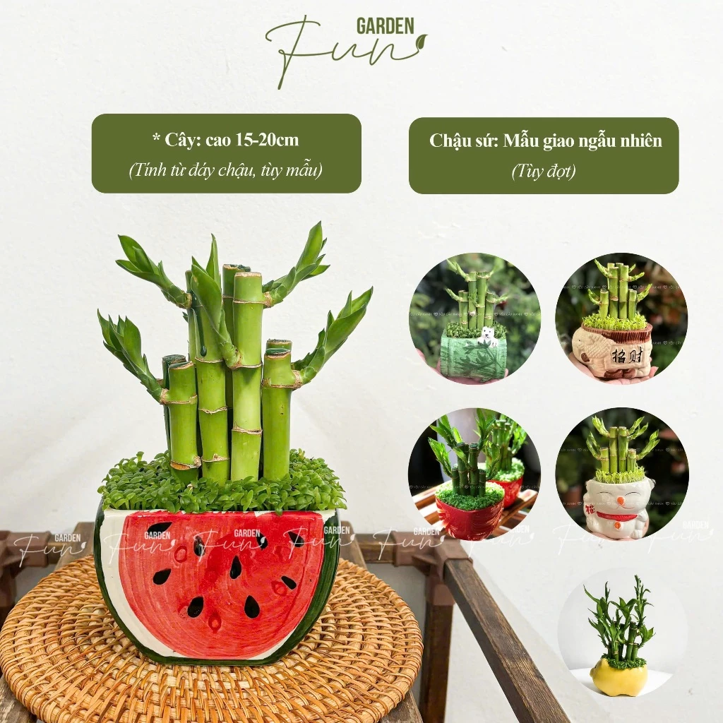 Tô điểm không gian bếp với chậu hoa đẹp trúc phú quí, vừa sang trọng lại giúp gia chủ tuổi Mão thu hút vận may. Tô điểm không gian bếp với chậu hoa đẹp trúc phú quí, vừa sang trọng lại giúp gia chủ tuổi Mão thu hút vận may.