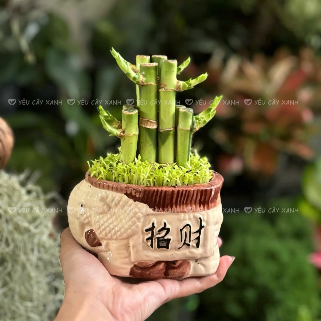 Lựa chọn chậu hoa đẹp trúc phú quí với dáng chậu gốm cao thanh thoát là điểm nhấn hoàn hảo cho góc nội thất hiện đại. Lựa chọn chậu hoa đẹp trúc phú quí với dáng chậu gốm cao thanh thoát là điểm nhấn hoàn hảo cho góc nội thất hiện đại.