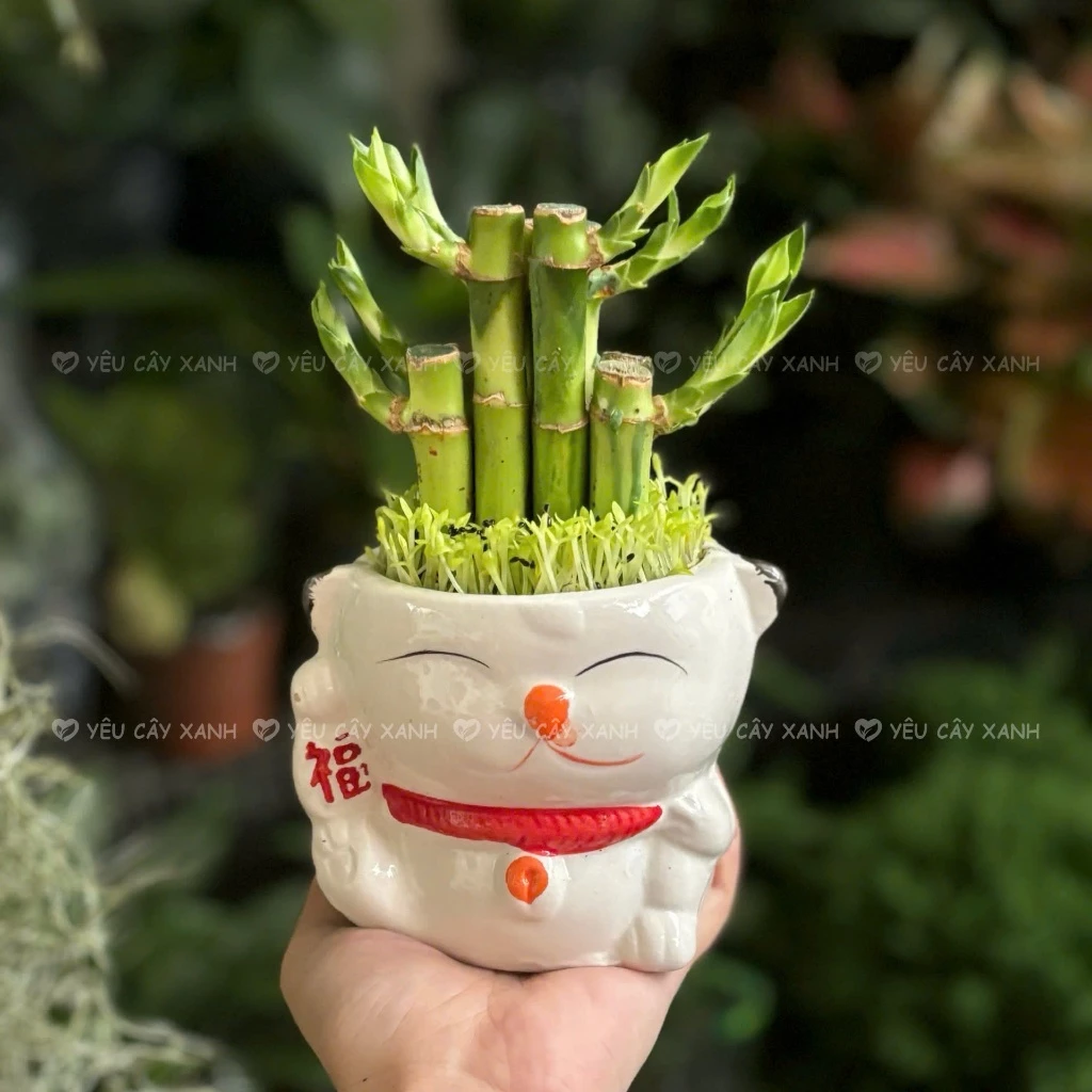 Chậu hoa đẹp trúc phú quí đặt trên nóc tủ lạnh là bí quyết phong thủy giúp kích hoạt nguồn năng lượng tài lộc dồi dào. Chậu hoa đẹp trúc phú quí đặt trên nóc tủ lạnh là bí quyết phong thủy giúp kích hoạt nguồn năng lượng tài lộc dồi dào.