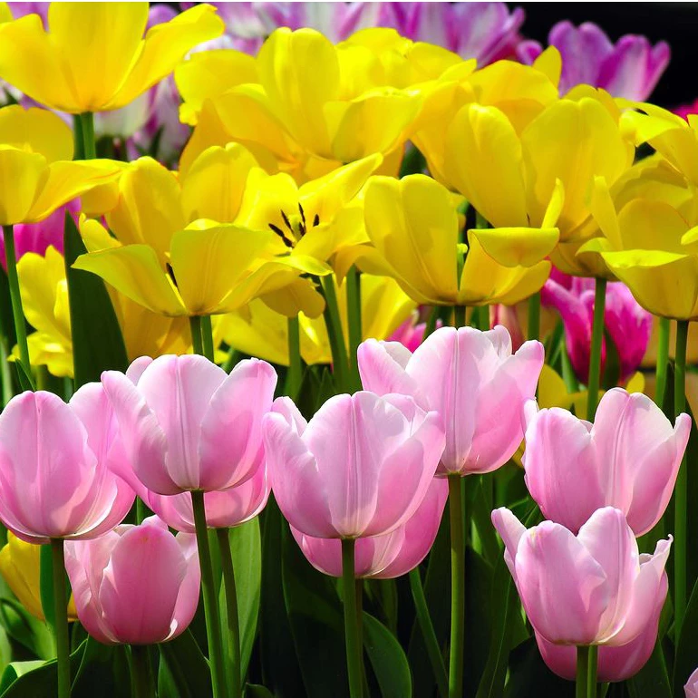 Lựa chọn chậu hoa tulip phù hợp giúp tôn lên màu sắc rực rỡ và dáng hoa tinh tế. Lựa chọn chậu hoa tulip phù hợp giúp tôn lên màu sắc rực rỡ và dáng hoa tinh tế.