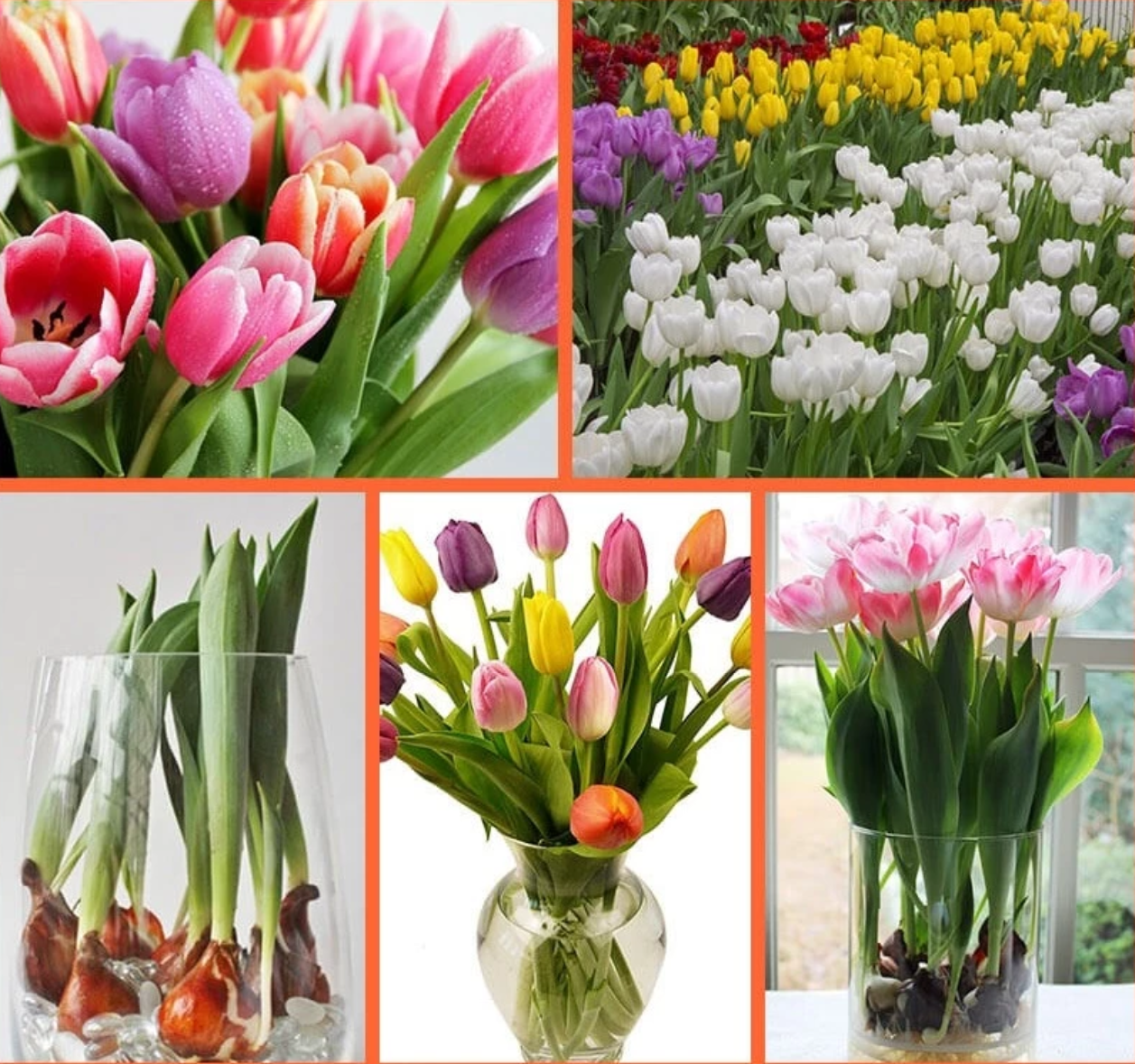 Khoảnh khắc ngọt ngào bên chậu hoa tulip yêu thích. Góc nhỏ bình yên cùng chậu hoa tulip rực rỡ. 🌷
