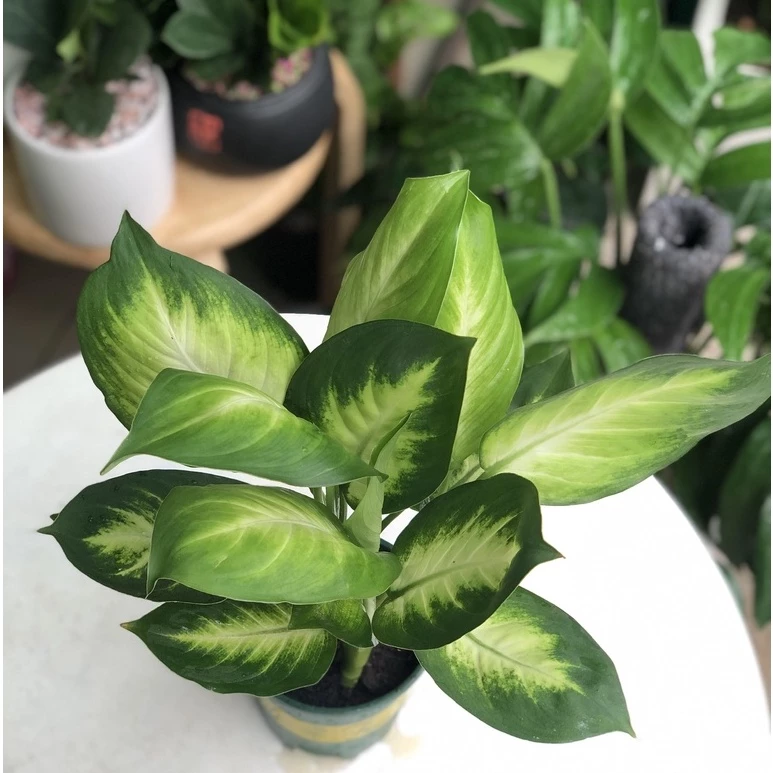 Xu hướng trang trí nội thất hiện đại với chậu hoa đẹp Vạn Niên Thanh trồng trong chậu sứ trắng tinh tế. Xu hướng trang trí nội thất hiện đại với chậu hoa đẹp Vạn Niên Thanh trồng trong chậu sứ trắng tinh tế.