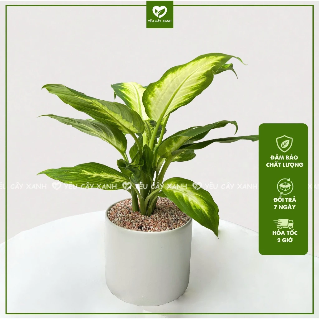 Mẫu chậu hoa đẹp Vạn Niên Thanh xanh mướt giúp tô điểm không gian thêm sang trọng và thư thái. Mẫu chậu hoa đẹp Vạn Niên Thanh xanh mướt giúp tô điểm không gian thêm sang trọng và thư thái.