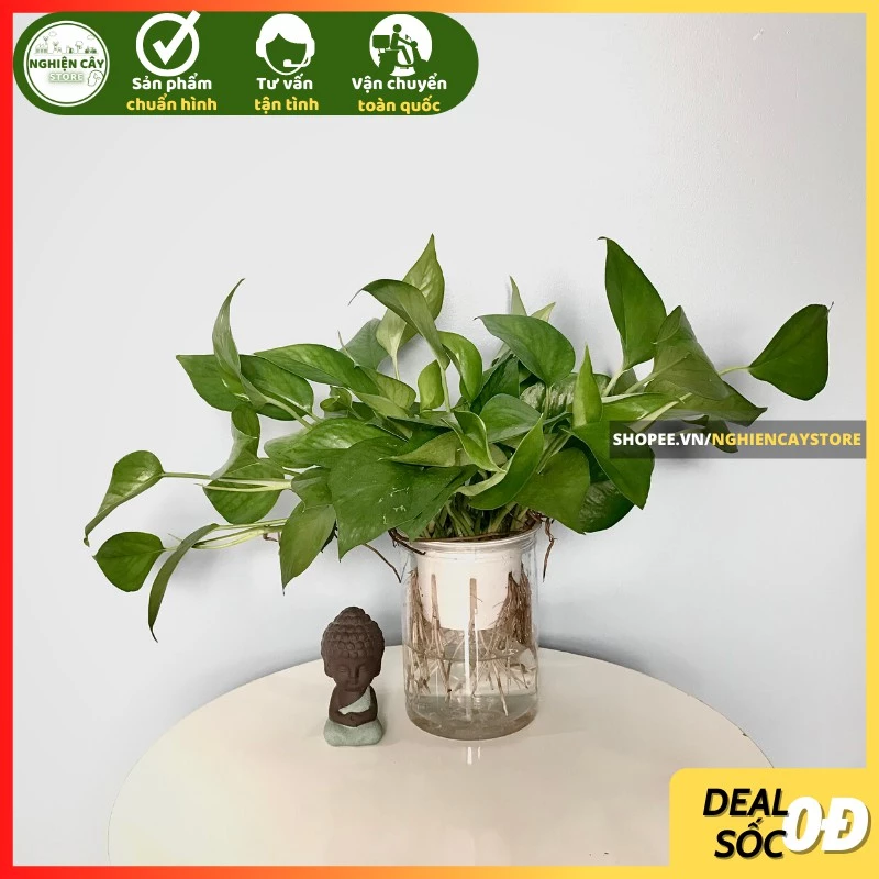 Gia đạo bình an, giảm bớt thị phi nhờ bài trí chậu hoa đẹp Vạn Niên Thanh thủy sinh đúng hướng trong nhà. Gia đạo bình an, giảm bớt thị phi nhờ bài trí chậu hoa đẹp Vạn Niên Thanh thủy sinh đúng hướng trong nhà.