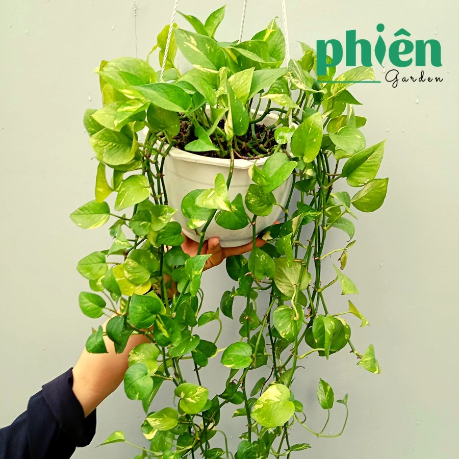 Chậu hoa đẹp Vạn Niên Thanh là vật phẩm phong thủy giúp người tuổi Thìn "hút" tài lộc và tăng cường vượng khí. Chậu hoa đẹp Vạn Niên Thanh là vật phẩm phong thủy giúp người tuổi Thìn "hút" tài lộc và tăng cường vượng khí.