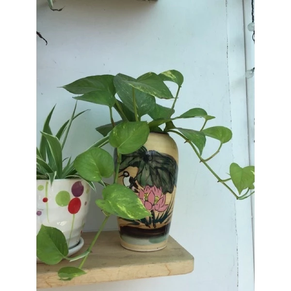 Không gian thêm "thơ" với chậu hoa đẹp vạn niên thanh Không gian thêm "thơ" với chậu hoa đẹp vạn niên thanh