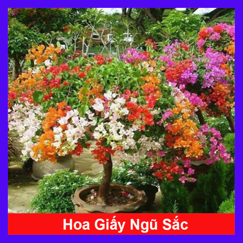 Hãy để những chậu hoa cây cảnh mang thiên nhiên trong lành vào ngôi nhà bạn. TIỀN VÔ NHƯ NƯỚC nhờ đặt Chậu Hoa Giấy Đẹp này đúng vị trí phong thủy.