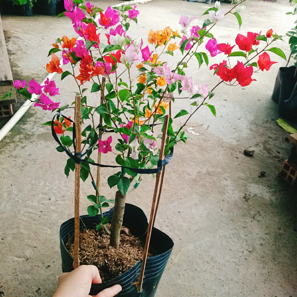 HÀNG XÓM TRẦM TRỒ vì Chậu Hoa Giấy Đẹp 5 màu độc lạ này. HÀNG XÓM TRẦM TRỒ vì Chậu Hoa Giấy Đẹp 5 màu độc lạ này.