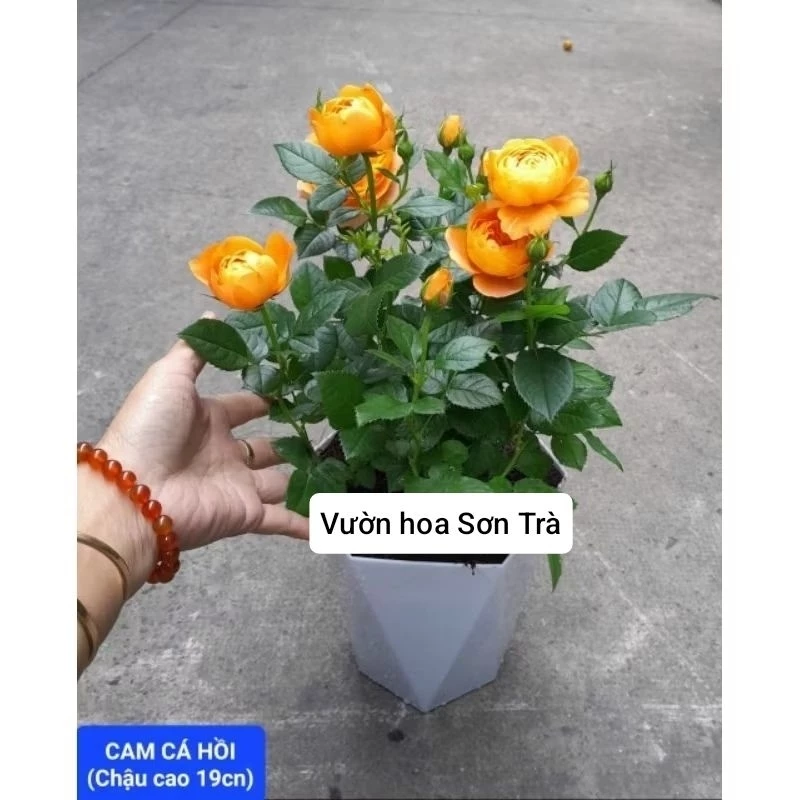 Chậu hoa treo ban công là điểm nhấn đẹp mắt cho nhà phố và chung cư hiện đại. Chậu hoa treo ban công là điểm nhấn đẹp mắt cho nhà phố và chung cư hiện đại.