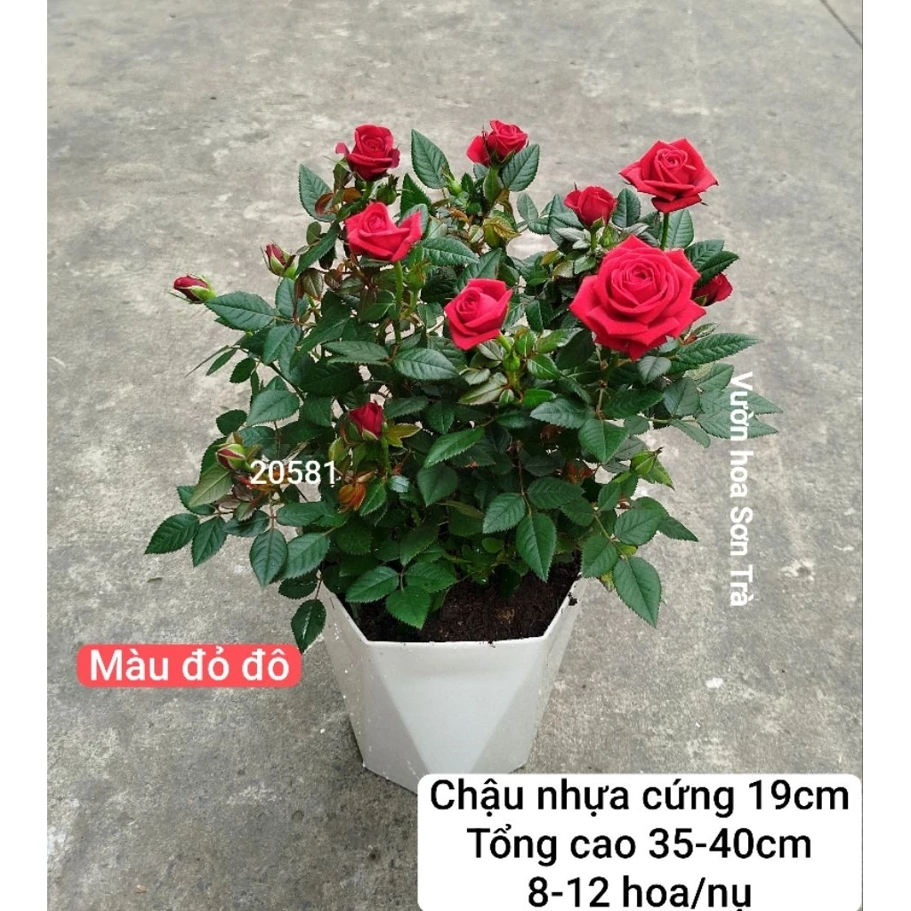 Chậu hoa hồng đẹp là điểm nhấn tinh tế cho nhà ở và khu vực ngoại thất. Chậu hoa hồng đẹp là điểm nhấn tinh tế cho nhà ở và khu vực ngoại thất.