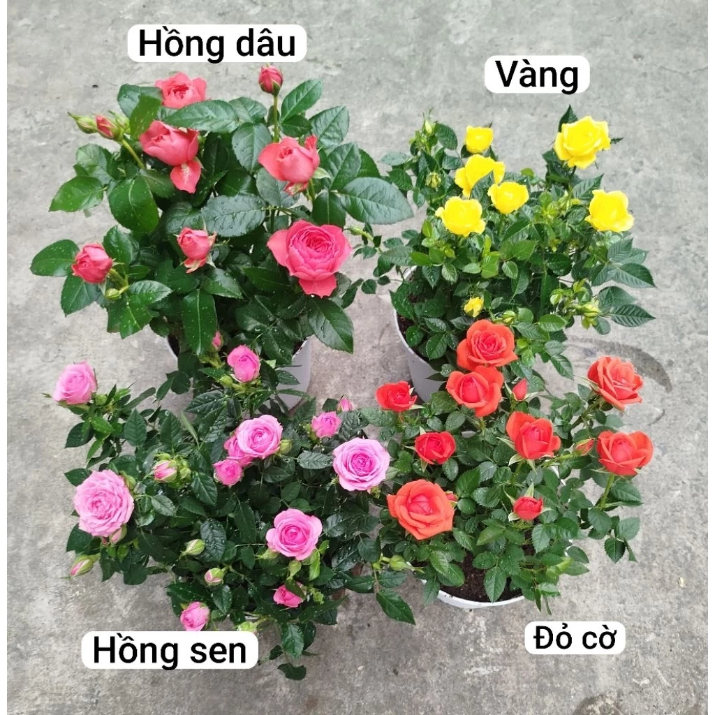 Chậu Hoa đẹp là điểm nhấn hài hòa cho ban công và sân vườn. Chậu Hoa đẹp là điểm nhấn hài hòa cho ban công và sân vườn.