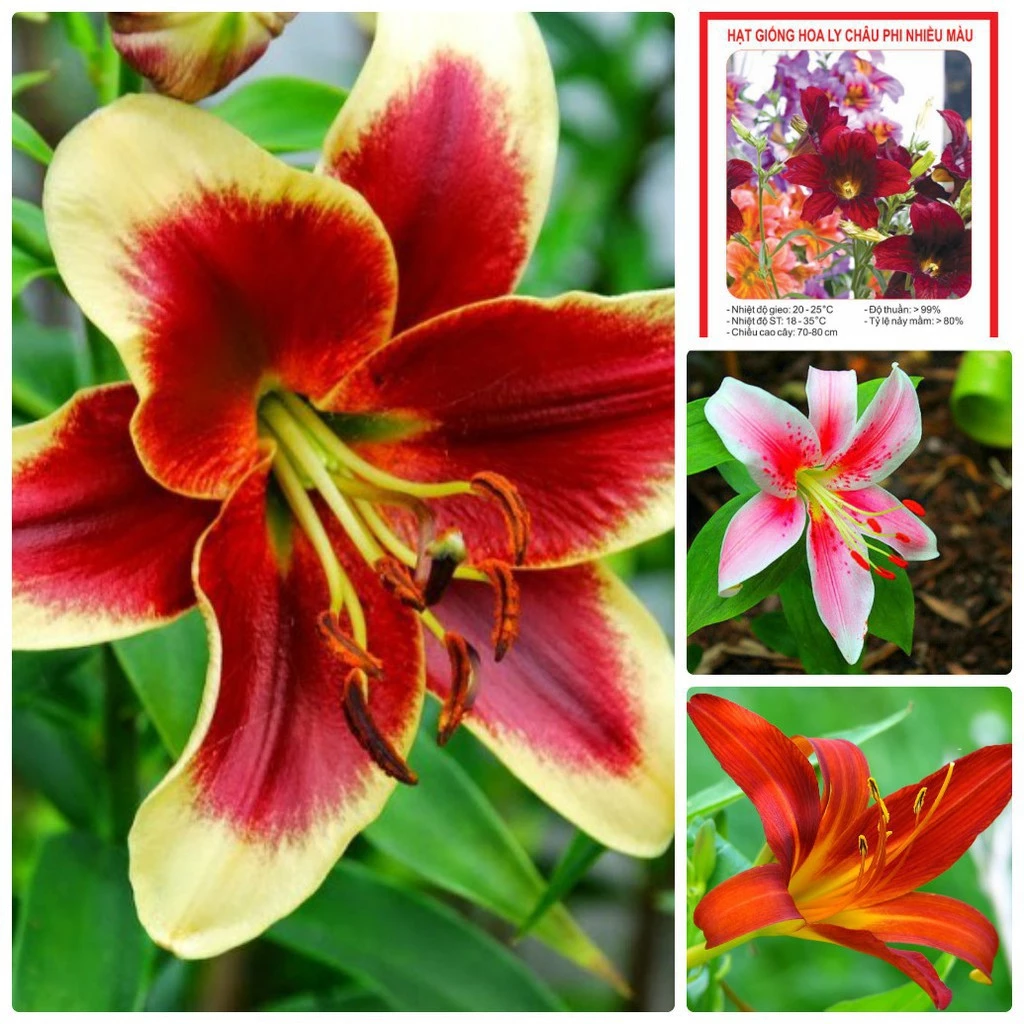 Lựa chọn Chậu Hoa Cây Cảnh phù hợp làm nổi bật vẻ đẹp tự nhiên của cây trồng. Lựa chọn Chậu Hoa Cây Cảnh phù hợp làm nổi bật vẻ đẹp tự nhiên của cây trồng.