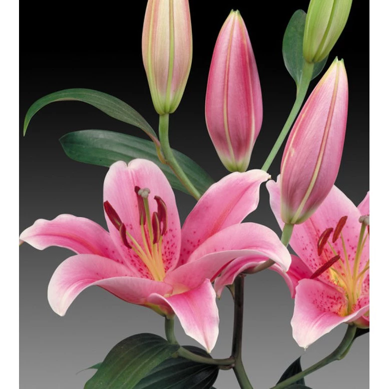 Trang trí bằng Chậu Hoa Cây Cảnh mang lại cảm giác thư giãn, gần gũi thiên nhiên. Trang trí bằng Chậu Hoa Cây Cảnh mang lại cảm giác thư giãn, gần gũi thiên nhiên.