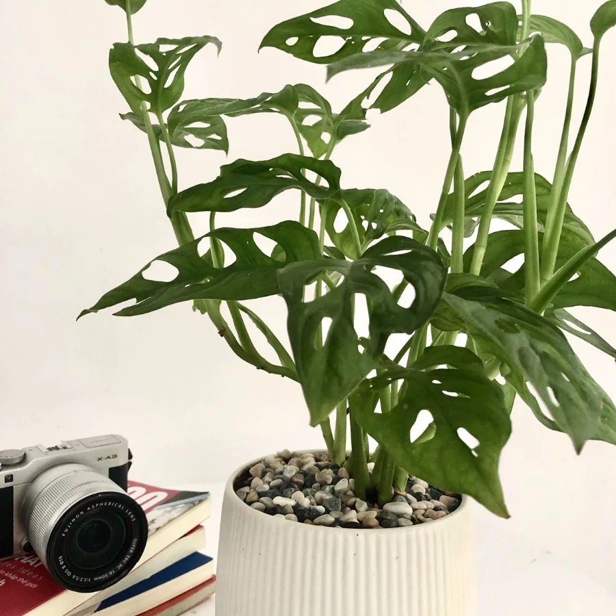 CẢNH BÁO: Đừng mua chậu hoa để bàn này nếu không muốn TIỀN ĐỘI NÓN ra đi! CẢNH BÁO: Đừng mua chậu hoa để bàn này nếu không muốn TIỀN ĐỘI NÓN ra đi!