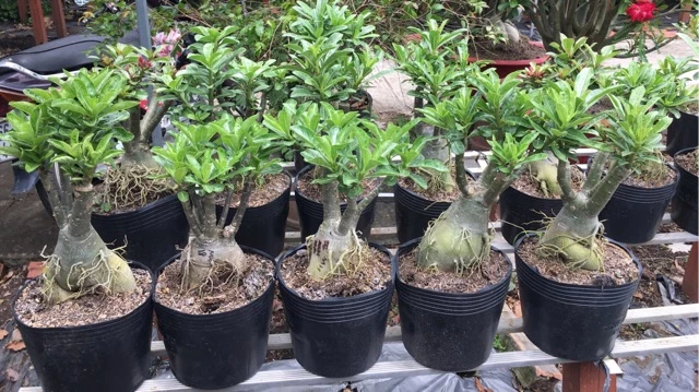 Chậu hoa sứ đẹp với thiết kế chắc chắn, tôn dáng thân và bộ rễ đặc trưng. Chậu hoa sứ đẹp với thiết kế chắc chắn, tôn dáng thân và bộ rễ đặc trưng.