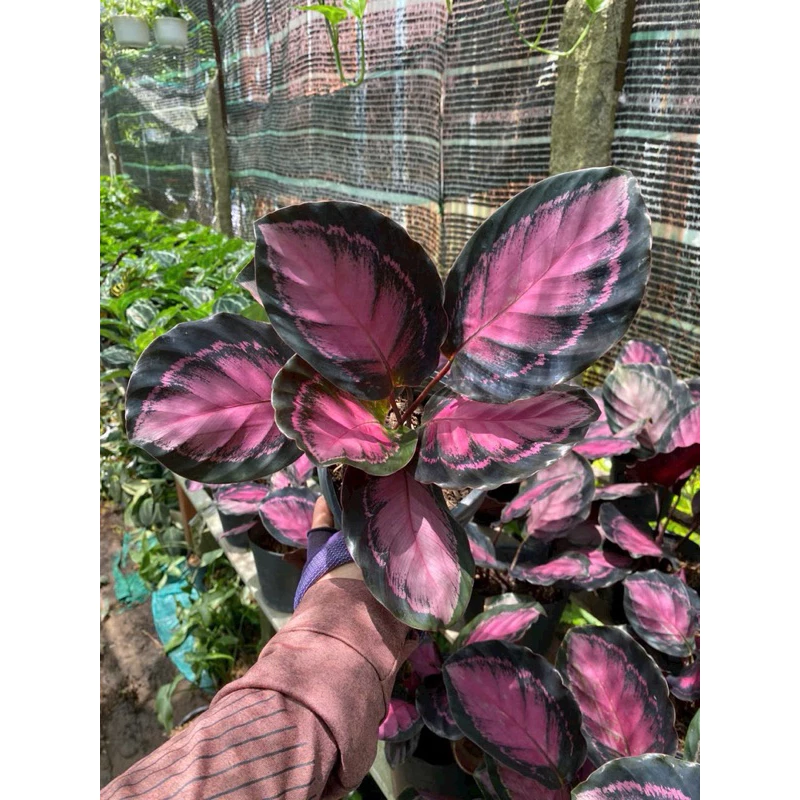 Chậu Cây Để Bàn Trang Trí Calathea - MÓN QUÀ tân gia độc đáo và ý nghĩa Chậu Cây Để Bàn Trang Trí Calathea - MÓN QUÀ tân gia độc đáo và ý nghĩa