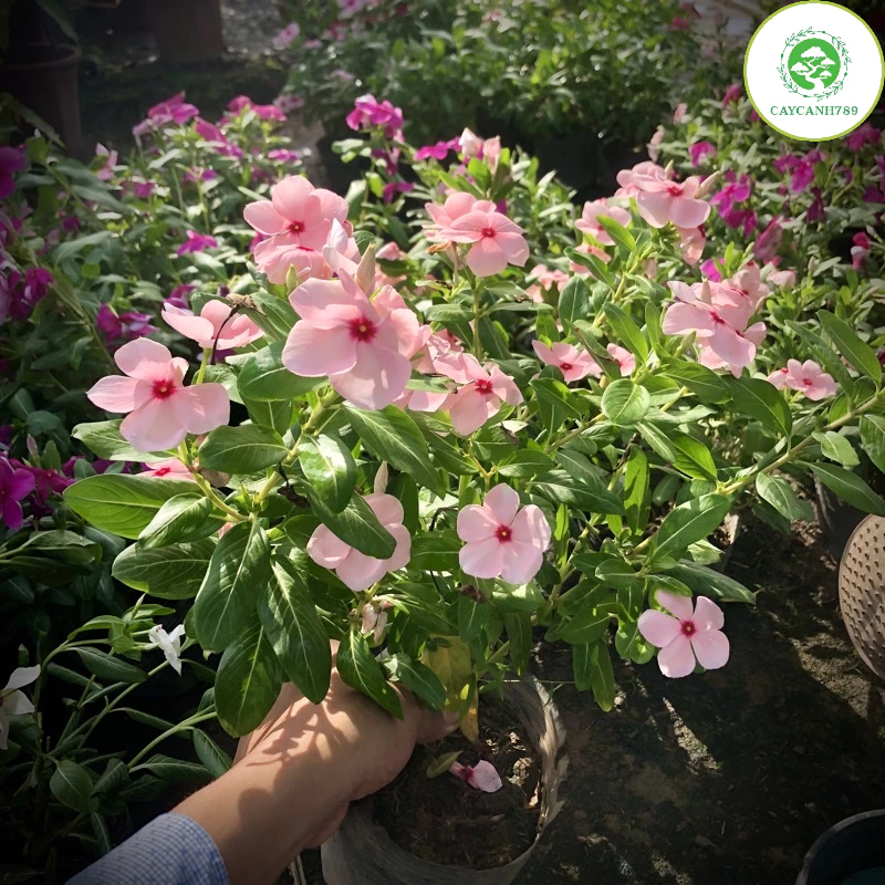 Một chút sắc hoa từ chậu hoa treo ban công cho ngày thêm năng lượng- cây dừa cạn Một chút sắc hoa từ chậu hoa treo ban công cho ngày thêm năng lượng- cây dừa cạn