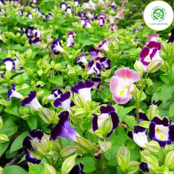 Đơn giản, tinh tế nhưng đầy cuốn hút - đó là chậu hoa treo ban công- hoa tử la lan Đơn giản, tinh tế nhưng đầy cuốn hút - đó là chậu hoa treo ban công- hoa tử la lan