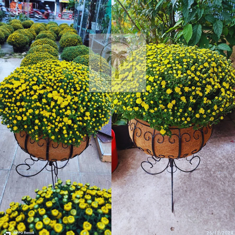 Tự tay tô điểm cho nhà mình bằng một chậu hoa treo ban công thật đơn giản. Tự tay tô điểm cho nhà mình bằng một chậu hoa treo ban công thật đơn giản.