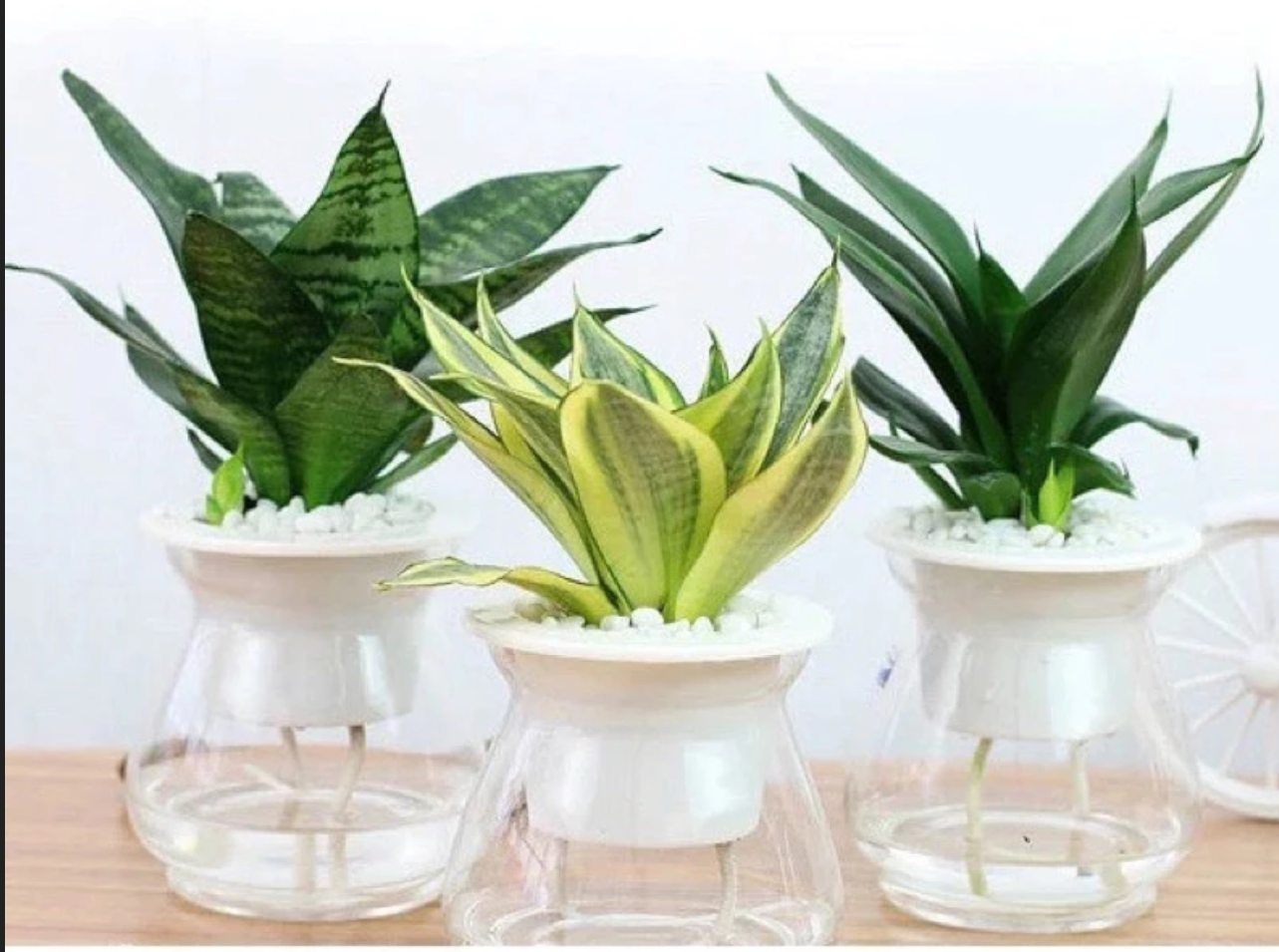 Góc làm việc thêm sức sống với một chậu hoa đẹp thủy sinh. Góc làm việc thêm sức sống với một chậu hoa đẹp thủy sinh.