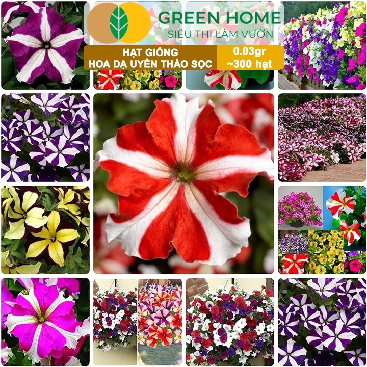 Biến hóa không gian sống với một chiếc chậu hoa treo ban công rực rỡ- hoa dạ yên thảo Biến hóa không gian sống với một chiếc chậu hoa treo ban công rực rỡ- hoa dạ yên thảo