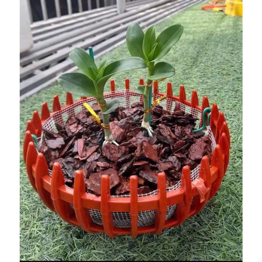 Một chiếc chậu trồng lan tốt là khởi đầu cho những đóa hoa rực rỡ. Một chiếc chậu trồng lan tốt là khởi đầu cho những đóa hoa rực rỡ.