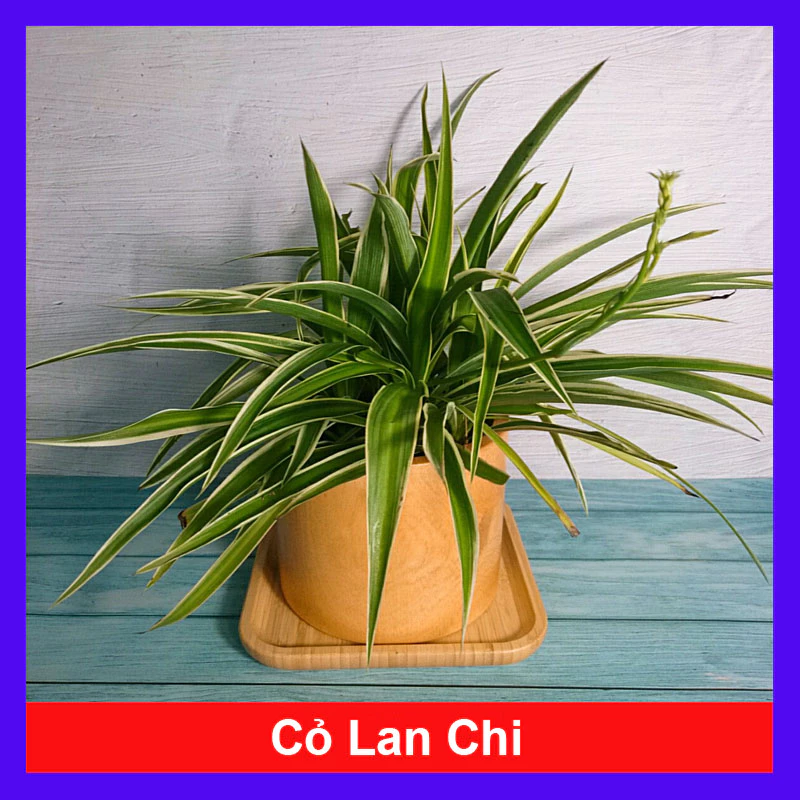 Chậu hoa đẹp giúp không gian nhỏ vẫn trở nên cuốn hút. Chậu hoa đẹp giúp không gian nhỏ vẫn trở nên cuốn hút.