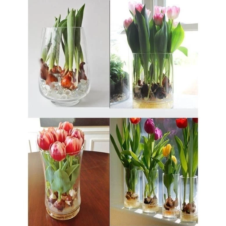 Chậu hoa tulip - điểm nhấn hoàn hảo cho mọi không gian. Khởi đầu ngày mới đầy năng lượng với một chậu hoa tulip xinh.