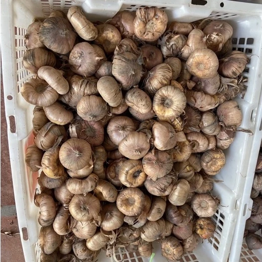 Củ hoa lay ơn giúp bạn có Chậu hoa đẹp - tô điểm cho từng góc nhỏ. Củ hoa lay ơn giúp bạn có Chậu hoa đẹp - tô điểm cho từng góc nhỏ.